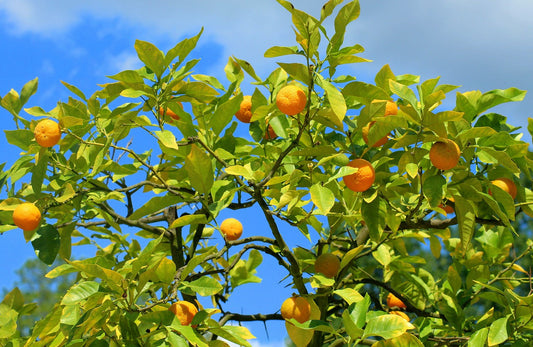Bible Verse: You Will Know Them By Their Fruits